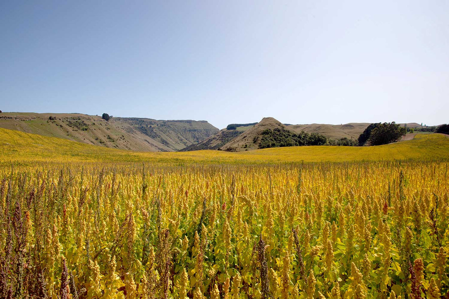 Kiwi Quinoa