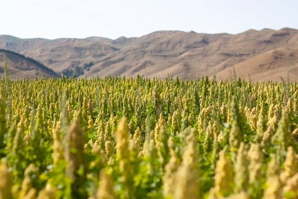 The Impact of Quinoa Farming on New Zealand Communities