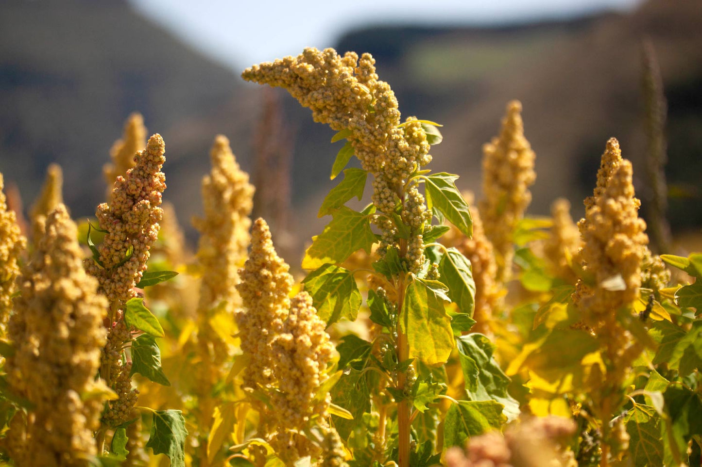 Kiwi Quinoa